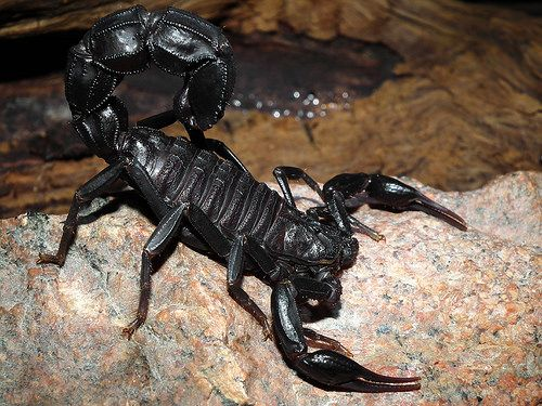 desinsectisation androctonus mauritanicus