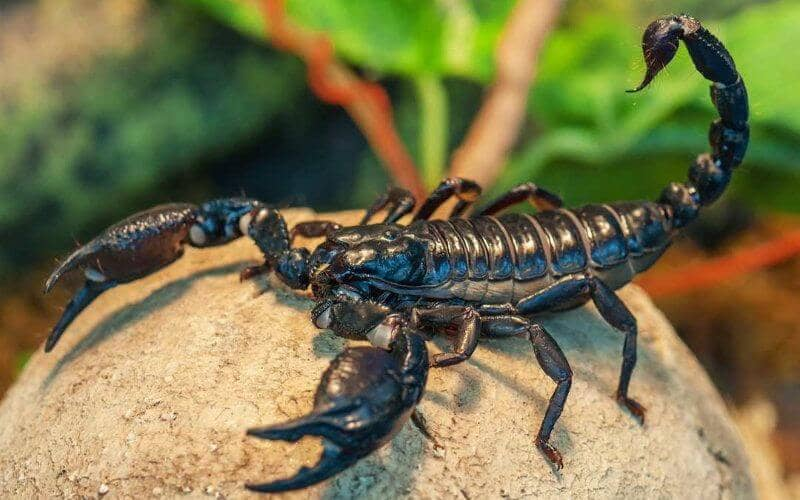 desinsectisation buthus occitanus