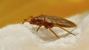 Punaise de lit sur un matelas – insecte nuisible responsable de piqûres et démangeaisons nocturnes