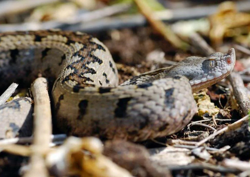vipera latastei